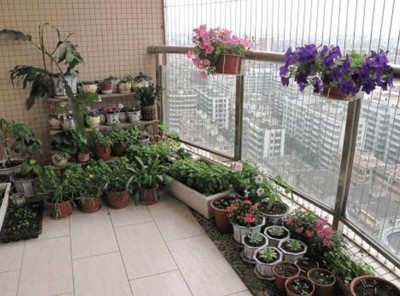 阳台适合种什么植物