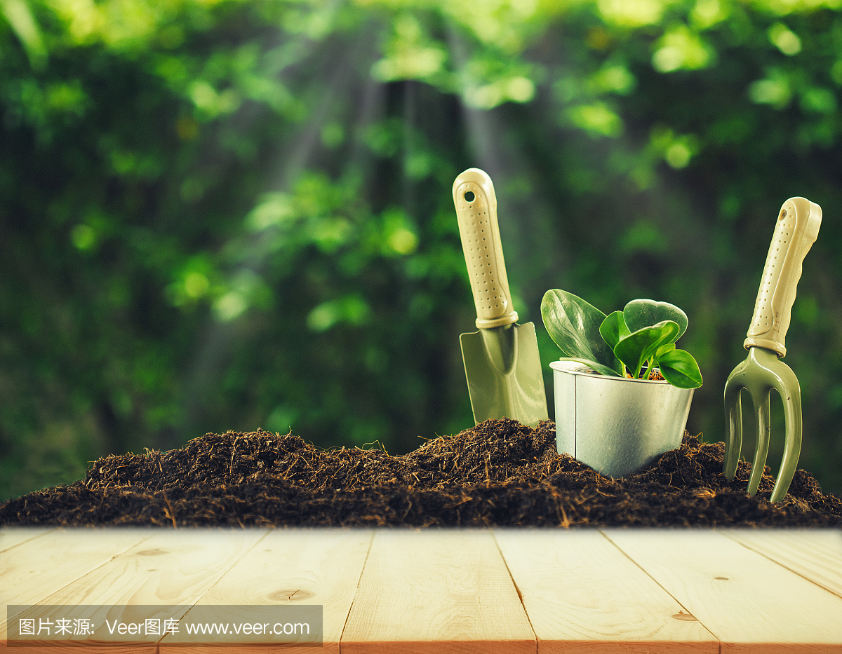 花园里的旧木材或地板和植物。用园艺工具在一堆土壤上种植一株小植物,背景是绿色的散焦。