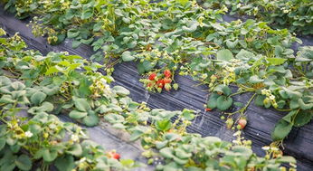 摘草莓大作战,武汉周边的摘草莓地图已为您备好