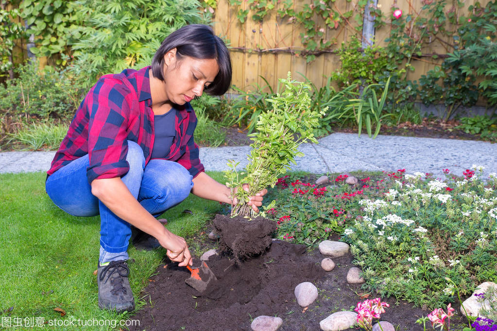 罗勒属植物种植在菜园土中的年轻女子